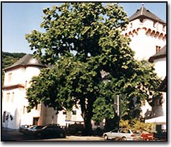 kurtrierburg.jpg (30367 Byte)